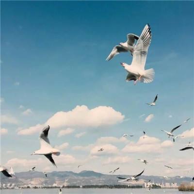 AOA体育登录入口下载手机版